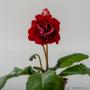 DS-Royal Red